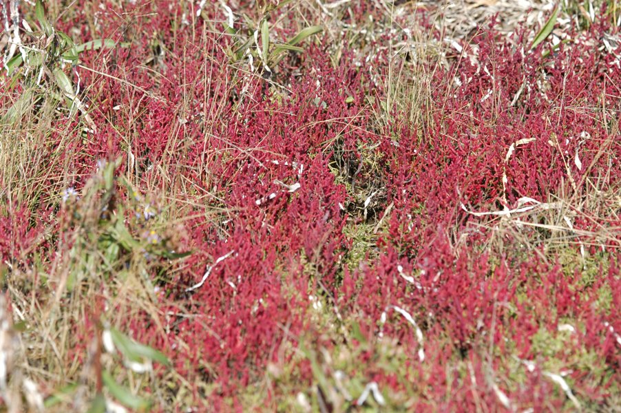 DSC_1325