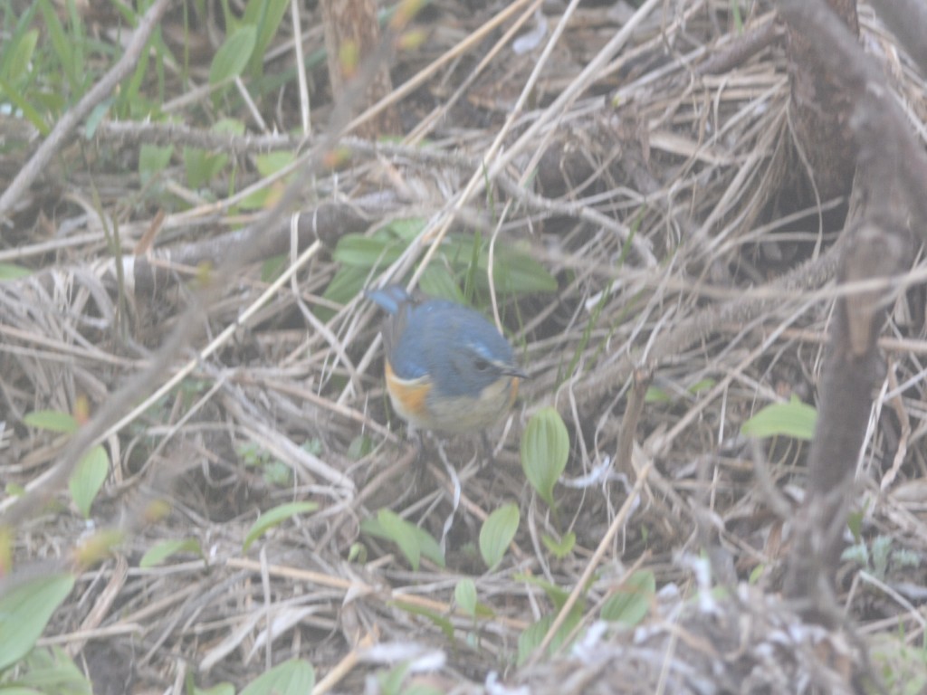 DSC_7675
