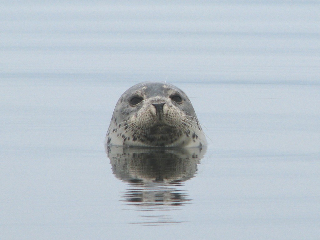 IMG_0118